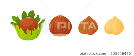 Hazelnuts set. in green shell, whole in brown skin, peeled kernels. Hand drawn flat style 138936470