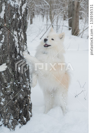 A Samoyed dog stood on a birch tree during a winter walk. A Samoyed dog stood on a birch tree during a winter walk. 138936531
