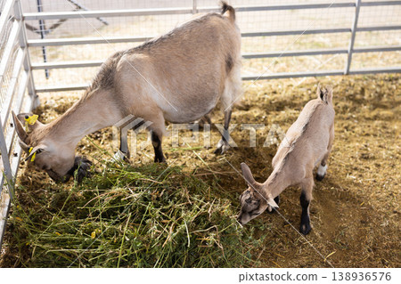 Goats feed in pen on livestock farm 138936576
