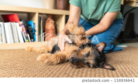 Dog enjoying pet from owner hand on carpet. Adorable terrier dog relaxing on a natural fiber carpet, receiving gentle pets from its owner's hand in a cozy home Dog enjoying pet from owner hand on carpet. Adorable terrier dog relaxing on a natural fiber carpet, receiving gentle pets from its owner's hand in a cozy home 138936641