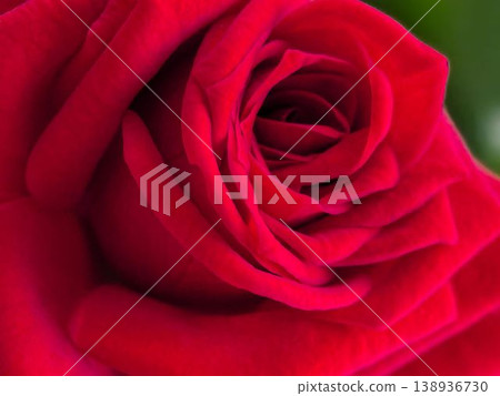 Close-up Texture of a Deep Red Rose Petal Close-up Texture of a Deep Red Rose Petal 138936730