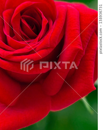 Macro Photography of a Red Rose Blossom 138936731
