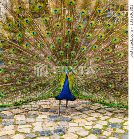 Peacock With Open Tail Feathers In Lisbon Garden Courtyard Peacock With Open Tail Feathers In Lisbon Garden Courtyard 138936803