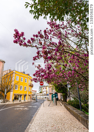 Blooming magnolia tree and colorful houses street in Sintra Portugal Blooming magnolia tree and colorful houses street in Sintra Portugal 138936879