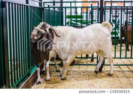 Portrait of two goats at agricultural animal exhibition, trade show Portrait of two goats at agricultural animal exhibition, trade show 138936923