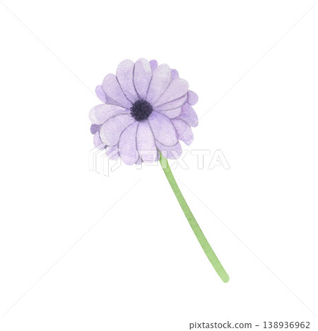 lilac chrysanthemum painted in watercolor. Perfect for a card, invitation, website, or print. lilac chrysanthemum painted in watercolor. Perfect for a card, invitation, website, or print. 138936962