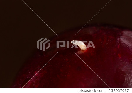 View of maggot, larva of cherry fruit fly comes out of cherry - macro 138937087