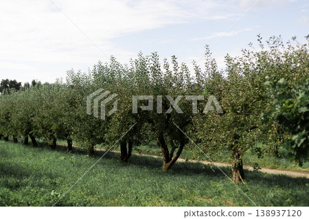 Lush Green Orchard with Rows of Trees and Pathway Lush Green Orchard with Rows of Trees and Pathway 138937120