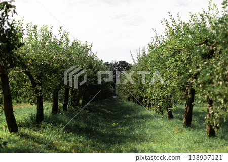 Vibrant Green Orchard Rows Creating a Serene Natural Pathway Vibrant Green Orchard Rows Creating a Serene Natural Pathway 138937121