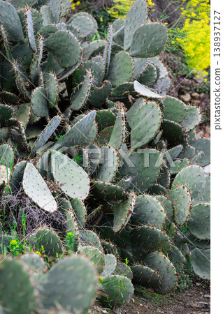 cactus spines and needles on green pads soft light cactus spines and needles on green pads soft light 138937127