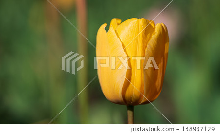 Close-up of a vibrant yellow tulip flower with detailed petals against a soft green background 138937129