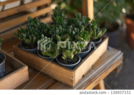 Small Potted Crassula Succulent Plants in Wooden Crate Display 138937152