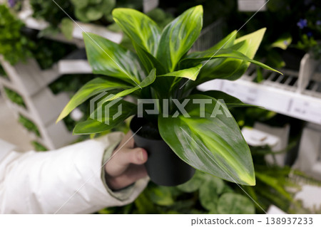 A hand holds an artificial plant in a pot with variegated leaves in a supermarket. Fresh accent of nature and cozy atmosphere A hand holds an artificial plant in a pot with variegated leaves in a supermarket. Fresh accent of nature and cozy atmosphere 138937233