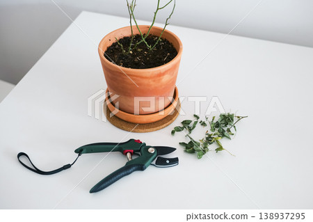 Pruning a potted plant with shears on a white table, illustrating basic indoor plant troubleshooting in progress. Pruning a potted plant with shears on a white table, illustrating basic indoor plant troubleshooting in progress. 138937295