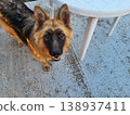 In the yard, a young, intelligent German shepherd looks up at you. 138937411