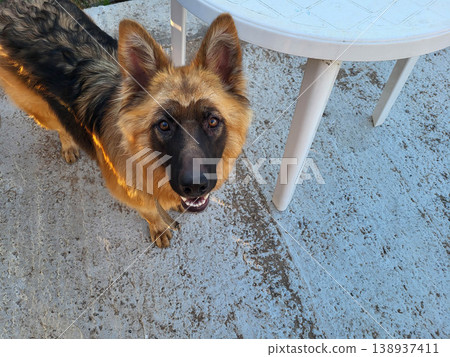In the yard, a young, intelligent German shepherd looks up at you. 138937411