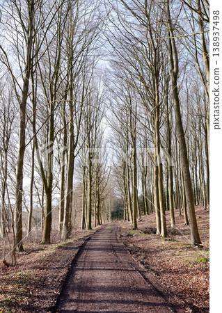 A path between leafless trees in an autumn forest. Landscape of an open dirt road or hiking trail with tall tree branches at the end of fall season. Mysterious path in nature for adventure walks A path between leafless trees in an autumn forest. Landscape of an open dirt road or hiking trail with tall tree branches at the end of fall season. Mysterious path in nature for adventure walks 138937498