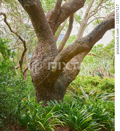 Closeup of a large oak tree growing in a dense forest. Beautiful wild nature landscape of lush green plants in the woods or an eco friendly environment with details of old bark textures and patterns Closeup of a large oak tree growing in a dense forest. Beautiful wild nature landscape of lush green plants in the woods or an eco friendly environment with details of old bark textures and patterns 138937527