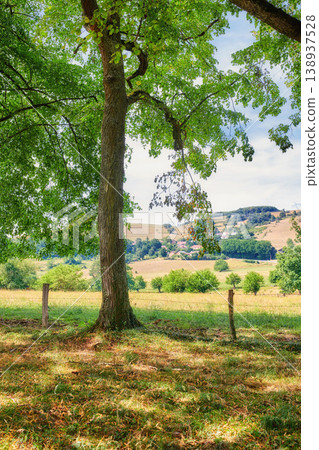 Tall tree in the field at a private farm in the countryside. Landscape of vibrant and colorful green bushes in the meadow with a hilltop horizon for a quiet walk in nature on a cloudy spring day. Tall tree in the field at a private farm in the countryside. Landscape of vibrant and colorful green bushes in the meadow with a hilltop horizon for a quiet walk in nature on a cloudy spring day. 138937528