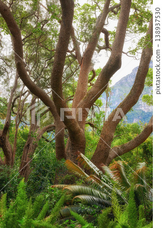Green ferns and big wild trees growing in lush Kirstenbosch Botanical Gardens in Cape Town on a sunny day outdoors in spring. Closeup of leafy plant species blooming in a natural forest environment Green ferns and big wild trees growing in lush Kirstenbosch Botanical Gardens in Cape Town on a sunny day outdoors in spring. Closeup of leafy plant species blooming in a natural forest environment 138937530