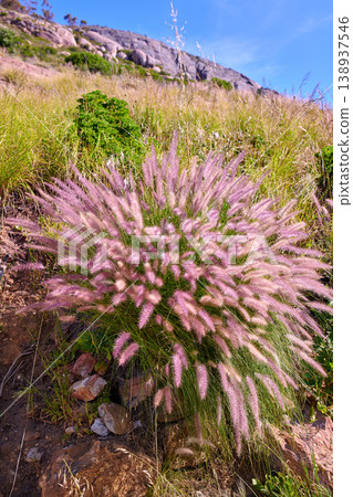 Closeup of purple and white wild flower or plant growing on a mountainside. Landscape of South Africas colourful and vibrant flora in its natural environment on a sunny day Closeup of purple and white wild flower or plant growing on a mountainside. Landscape of South Africas colourful and vibrant flora in its natural environment on a sunny day 138937546