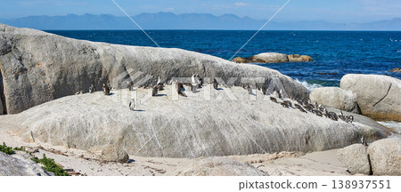 Penguins on the rocks at Boulders Beach in South Africa. Flightless birds playing and relaxing on a secluded and empty beach in summer. Animals on a popular tourist seaside attraction in Cape Town Penguins on the rocks at Boulders Beach in South Africa. Flightless birds playing and relaxing on a secluded and empty beach in summer. Animals on a popular tourist seaside attraction in Cape Town 138937551