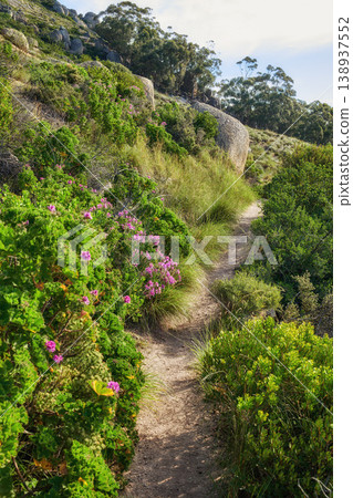 Nature scenery and walking path or hiking trail on a mountain surrounded by plants, trees and flowers on a sunny day in Spring. A beautiful view of a forest in the distance on a rocky cliff. Nature scenery and walking path or hiking trail on a mountain surrounded by plants, trees and flowers on a sunny day in Spring. A beautiful view of a forest in the distance on a rocky cliff. 138937552