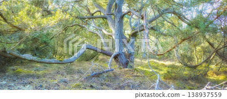 Hardwood tree branches growing in a forest with green plants and shrubs. Scenic landscape of wild tree trunk with lush leaves in nature. Peaceful scenery and relaxing views in a park or woods Hardwood tree branches growing in a forest with green plants and shrubs. Scenic landscape of wild tree trunk with lush leaves in nature. Peaceful scenery and relaxing views in a park or woods 138937559