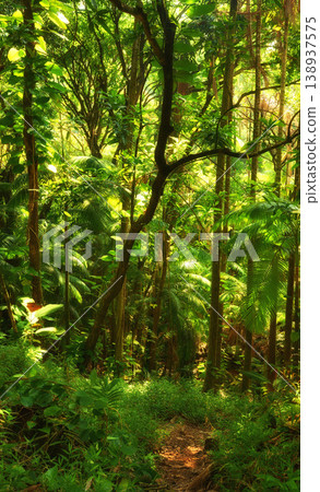 Scenic view of lush foliage and dense forest trees in Hawaii rainforest. Exploring nature and wildlife on remote tropical island for vacation and holiday. Green plants and bushes in mother nature 138937575