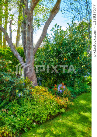 Closeup natural view of beautiful trees and nature. Bright colorful greenery showing life outdoors, clean cut fresh plants and grass. Detailed environment of leaves and stems on a sunny day. Closeup natural view of beautiful trees and nature. Bright colorful greenery showing life outdoors, clean cut fresh plants and grass. Detailed environment of leaves and stems on a sunny day. 138937577