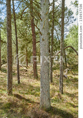 Beautiful lush green forest in springtime, tall pine trees growing in harmony with nature. Tranquil summer morning with a view of a zen, quiet jungle. Soothing nature with fresh air and calm ambience 138937586