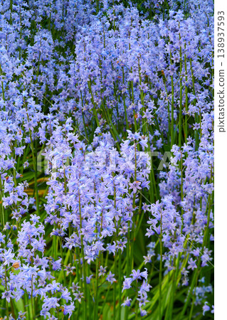 Closeup of a Bluebell meadow, growing in a calm, green garden. Macro details of soft purple flowers in harmony with nature, tranquil wild Scilla Siberica in a zen, quiet, peaceful backyard Closeup of a Bluebell meadow, growing in a calm, green garden. Macro details of soft purple flowers in harmony with nature, tranquil wild Scilla Siberica in a zen, quiet, peaceful backyard 138937593