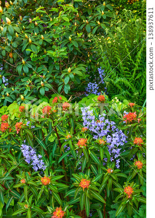 Closeup view of mixed plants in a garden in nature. Group of natural flowers showing detail on green leaves and beauty of colorful petals outside with Bluebell Scilla siberica, blue blossoms. Closeup view of mixed plants in a garden in nature. Group of natural flowers showing detail on green leaves and beauty of colorful petals outside with Bluebell Scilla siberica, blue blossoms. 138937611
