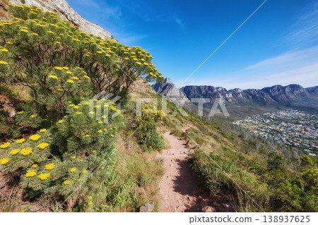 Mountain hiking trail leading through fernleaf yarrow flowers or achillea filipendulina growing on Table Mountain, South Africa. Green flora bush or plants in peaceful, serene and wild nature reserve Mountain hiking trail leading through fernleaf yarrow flowers or achillea filipendulina growing on Table Mountain, South Africa. Green flora bush or plants in peaceful, serene and wild nature reserve 138937625