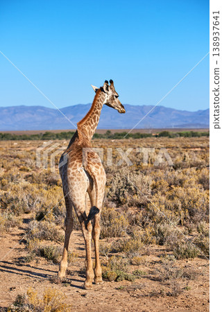 Giraffe in a savannah in South Africa from the back on a sunny day against a blue sky copy space background. One tall wild animal with long neck spotted on safari in a dry and deserted national park 138937641