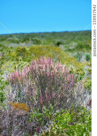 Fynbos in Table Mountain National Park, Cape of Good Hope, South Africa. Closeup of scenic landscape environment with fine bush indigenous plant and flower species growing in a nature reserve 138937642