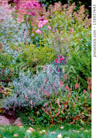 My garden. Magical garden of colorful flowers cultivated in the yard outside in nature during spring. Green and pink lush flora is an example of beautiful gardening in backyard during summer. 138937643