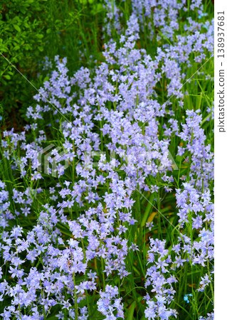 Many delicate blue flowers in a field in spring with copy space background. Closeup landscape of nature and plant view of bluebells or indigo hyacinths growing in a lush meadow or backyard garden Many delicate blue flowers in a field in spring with copy space background. Closeup landscape of nature and plant view of bluebells or indigo hyacinths growing in a lush meadow or backyard garden 138937681