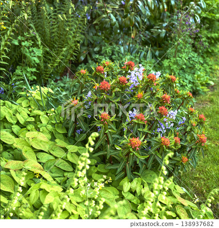 Orange and purple Euphorbia flowers cultivated in a lush green garden yard is a flora beauty during all the seasons. Close up of perfect gardening in the backyard. Euphorbia is a natural herb Orange and purple Euphorbia flowers cultivated in a lush green garden yard is a flora beauty during all the seasons. Close up of perfect gardening in the backyard. Euphorbia is a natural herb 138937682
