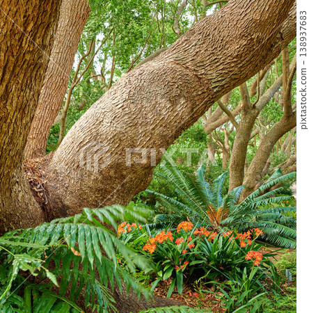 Green ferns and big wild trees growing in lush Kirstenbosch Botanical Gardens in Cape Town on a sunny day outdoors in spring. Closeup of vibrant orange flowers and leafy plants blooming in nature Green ferns and big wild trees growing in lush Kirstenbosch Botanical Gardens in Cape Town on a sunny day outdoors in spring. Closeup of vibrant orange flowers and leafy plants blooming in nature 138937683