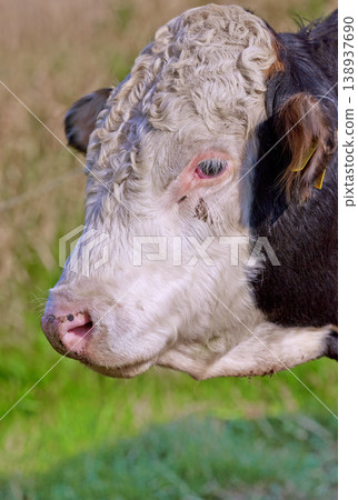 Closeup of a hereford cow alone on a farm pasture. Headshot of a sad bull grazing on lush green grass on rural farmland. Raising free range cattle for organic meat and dairy agriculture industry Closeup of a hereford cow alone on a farm pasture. Headshot of a sad bull grazing on lush green grass on rural farmland. Raising free range cattle for organic meat and dairy agriculture industry 138937690