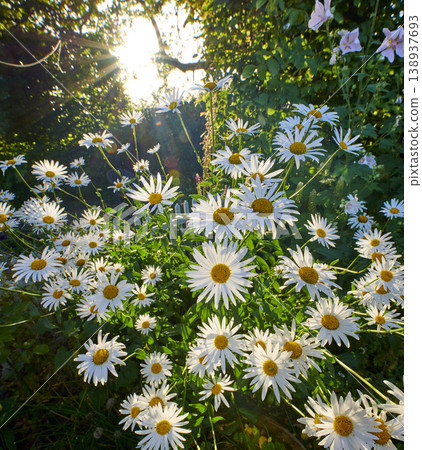 Marguerite. Insects pollinating marguerite flower plants in nature or a garden on a sunny day in Spring. Oxeye daisies blooming in a forest, with green trees and wild hollyhocks in the background. Marguerite. Insects pollinating marguerite flower plants in nature or a garden on a sunny day in Spring. Oxeye daisies blooming in a forest, with green trees and wild hollyhocks in the background. 138937693