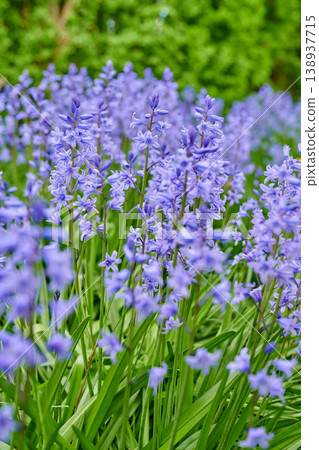 Perennial plants with vibrant petals thriving in a peaceful park. Closeup of colorful purple flowers in a garden. Spanish bluebell or hyacinthoides non scripta blossoming in nature during spring. Perennial plants with vibrant petals thriving in a peaceful park. Closeup of colorful purple flowers in a garden. Spanish bluebell or hyacinthoides non scripta blossoming in nature during spring. 138937715