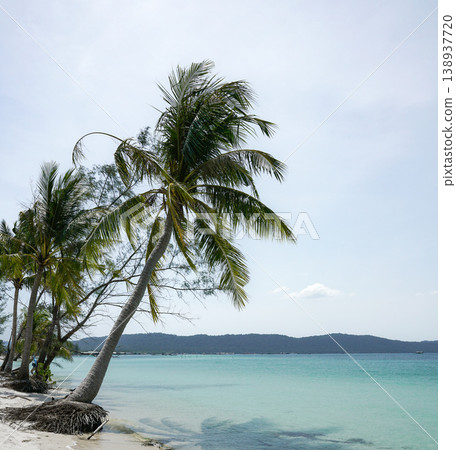 tropical beach with coconut palm in calm colors tropical beach with coconut palm in calm colors 138937720