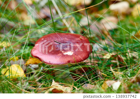 Closeup of red mushroom fungi or toadstool growing in damp and wet grass in remote forest, woods or meadow field. Texture detail of edible russulaceae used for medicinal herbs and traditional healing 138937742