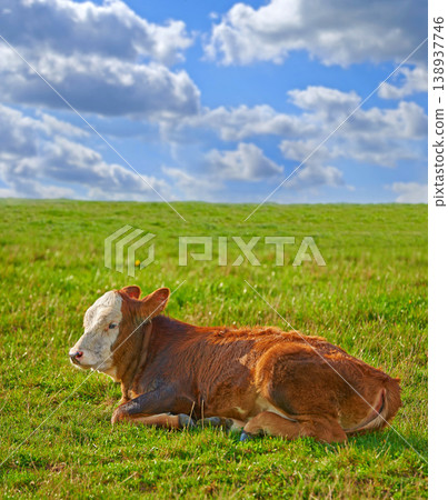 Hereford - all brown and white 138937746