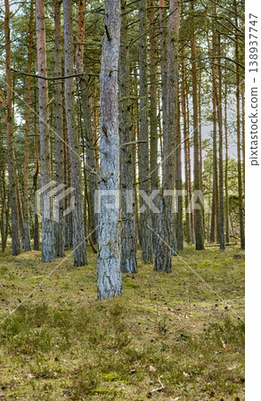 Scenic and peaceful landscape of a hiking trail to explore and travel in nature outdoors. Pine trees in an organic lush garden, forest, or park with green trees and plants in a natural environment. 138937747