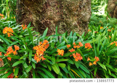 Orange bush lilies growing near a tree trunk in spring. Nature landscape of indigenous clivia lily flowers blooming in green nature. Popular native South African plant in a lush garden foliage 138937773