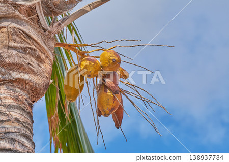 Coconut tree with green palm leaves and fresh yellow fruit on sunny summer day with blue sky. Beautiful natural, serene in tropical area on the island of La Palma, Canary islands in Spain Coconut tree with green palm leaves and fresh yellow fruit on sunny summer day with blue sky. Beautiful natural, serene in tropical area on the island of La Palma, Canary islands in Spain 138937784