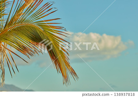 Closeup of a Palm tree growing on the island of La Palma, Canary Islands, against a sky background with copyspace. Zoom in on color and texture of tropical leaves on branches on a peaceful resort Closeup of a Palm tree growing on the island of La Palma, Canary Islands, against a sky background with copyspace. Zoom in on color and texture of tropical leaves on branches on a peaceful resort 138937818